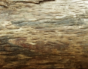 ModernBark Texture