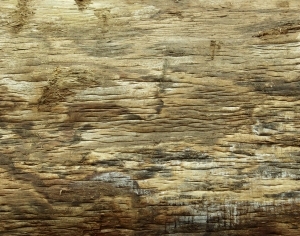 ModernBark Texture