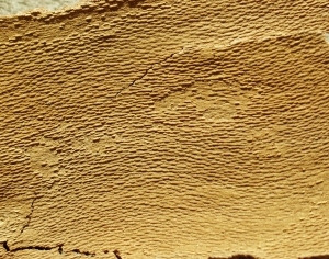 ModernBark Texture