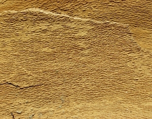 ModernBark Texture
