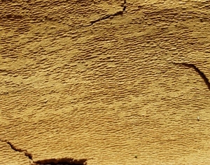 ModernBark Texture