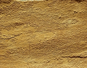 ModernBark Texture