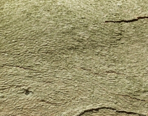 ModernBark Texture