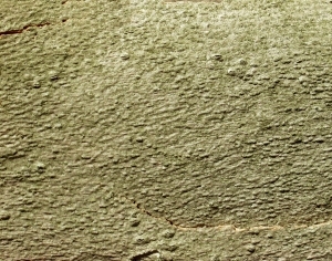 ModernBark Texture