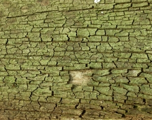 ModernBark Texture