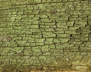 ModernBark Texture