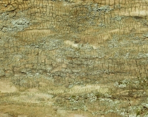 ModernBark Texture