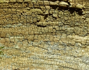 ModernBark Texture
