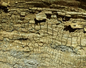 ModernBark Texture