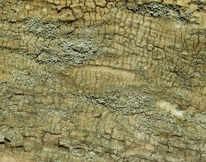 ModernBark Texture