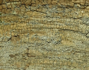 ModernBark Texture