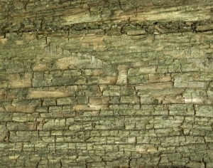 ModernBark Texture