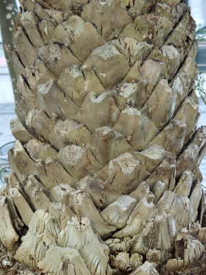 树干树皮表面-ID:922668934