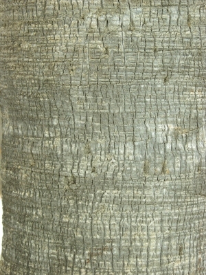 ModernBark Texture