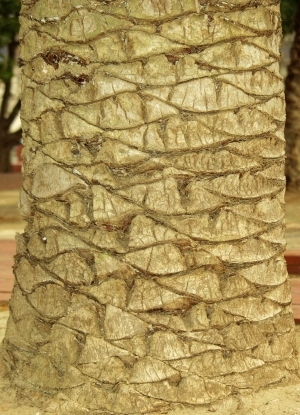 ModernBark Texture