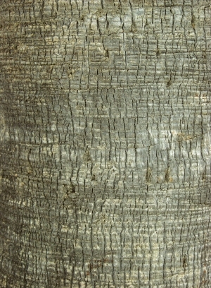 ModernBark Texture