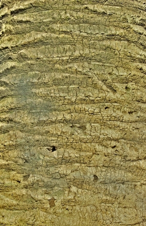 ModernBark Texture