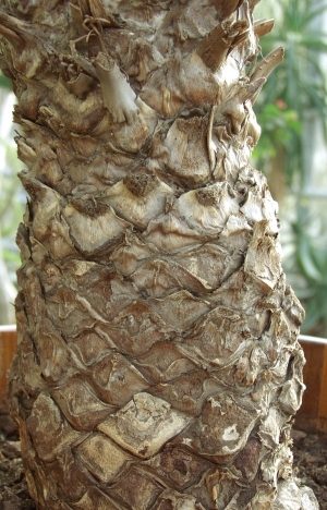 ModernBark Texture