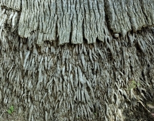 ModernBark Texture