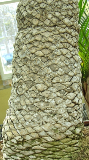 树干树皮表面-ID:498580939