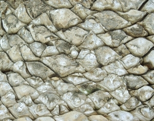 ModernBark Texture