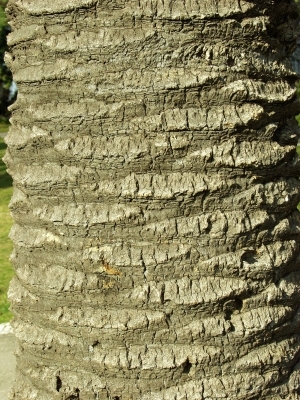 ModernBark Texture