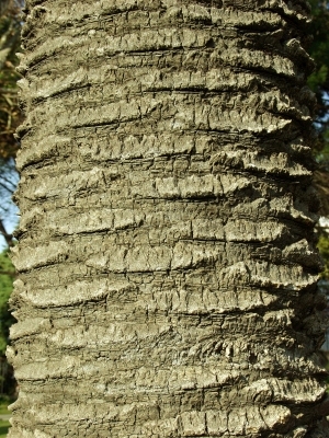 ModernBark Texture