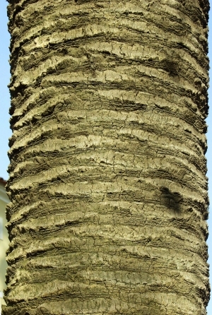 ModernBark Texture