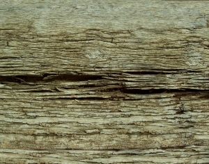 ModernBark Texture