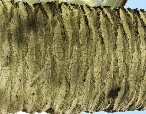 ModernBark Texture
