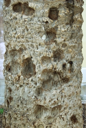 ModernBark Texture