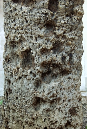 ModernBark Texture