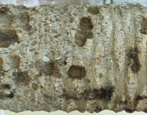 ModernBark Texture