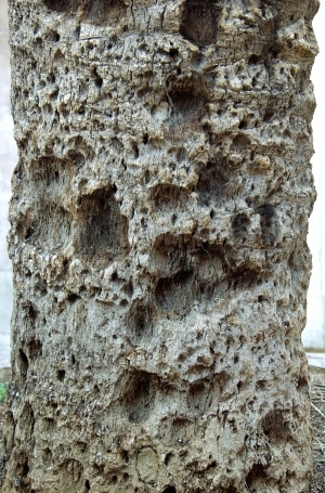 ModernBark Texture