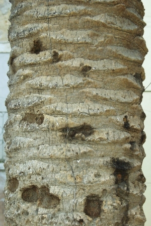 ModernBark Texture