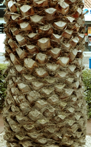 树干树皮表面-ID:404134999