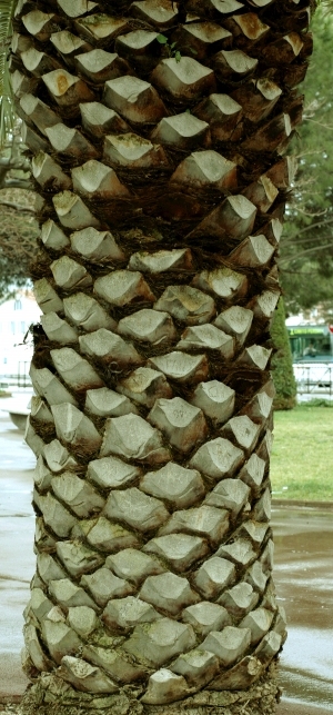 ModernBark Texture