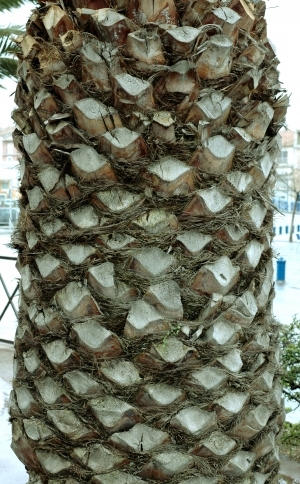 ModernBark Texture