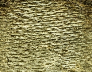 ModernBark Texture