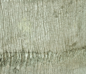 ModernBark Texture