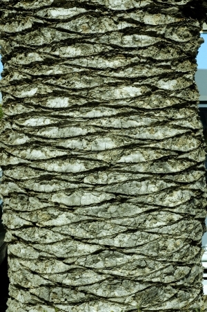 ModernBark Texture