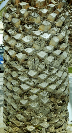 树干树皮表面-ID:516817092