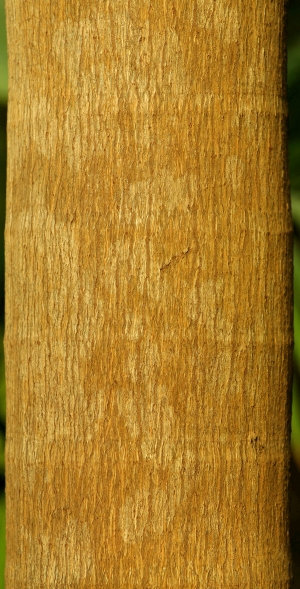 树干树皮表面-ID:879960155