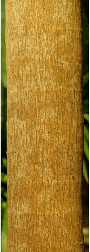 ModernBark Texture