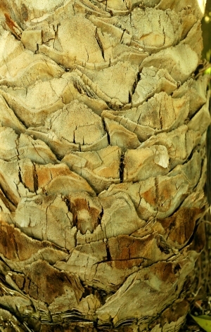 ModernBark Texture