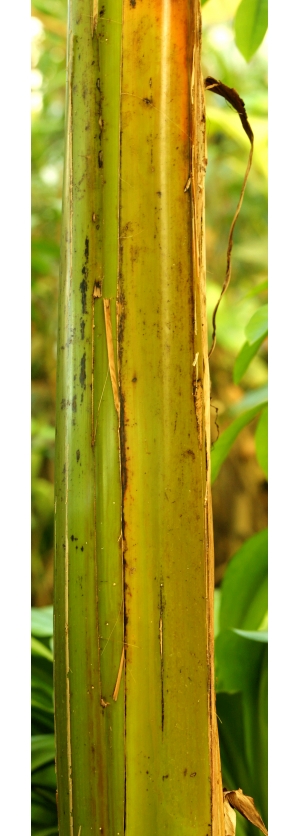 树干树皮表面-ID:306880555