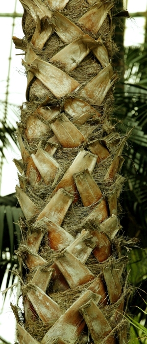 ModernBark Texture
