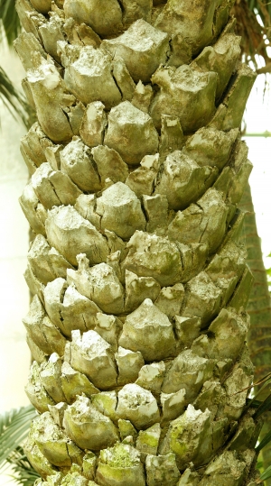 树干树皮表面-ID:758615973