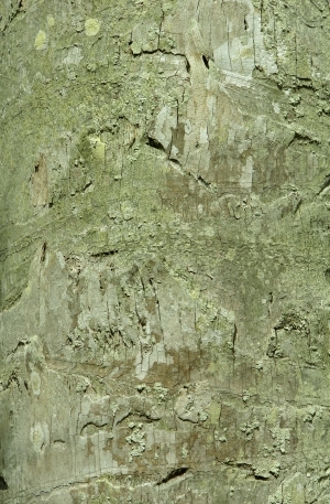 ModernBark Texture