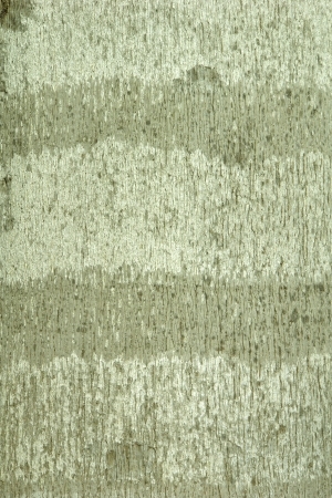 ModernBark Texture